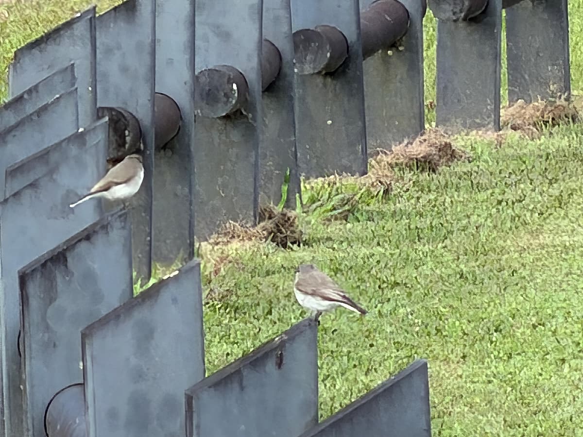 Jacky Winter, Wondecla, 25 May 2026. Photo: Kingfisher Birding.