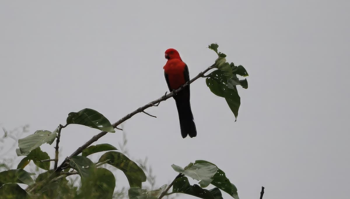 Australian King-Parrot, Herberton area, 25 May 2026. Photo: Kingfisher Birding.