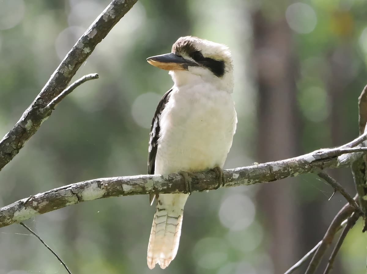 Laughing Kookaburra, Spring Creek Road, 25 May 2026. Photo: Kingfisher Birding.