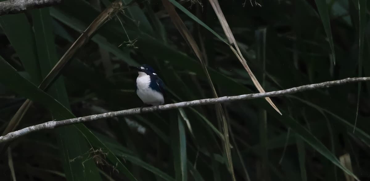 Little Kingfisher, Petersen Creek Yungaburra, 25 May 2026. Photo: Kingfisher Birding.