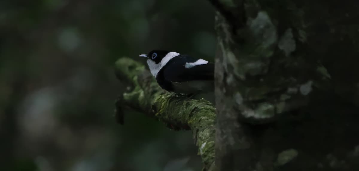 Pied Monarch, Petersen Creek Yungaburra, 25 May 2026. Photo: Kingfisher Birding.