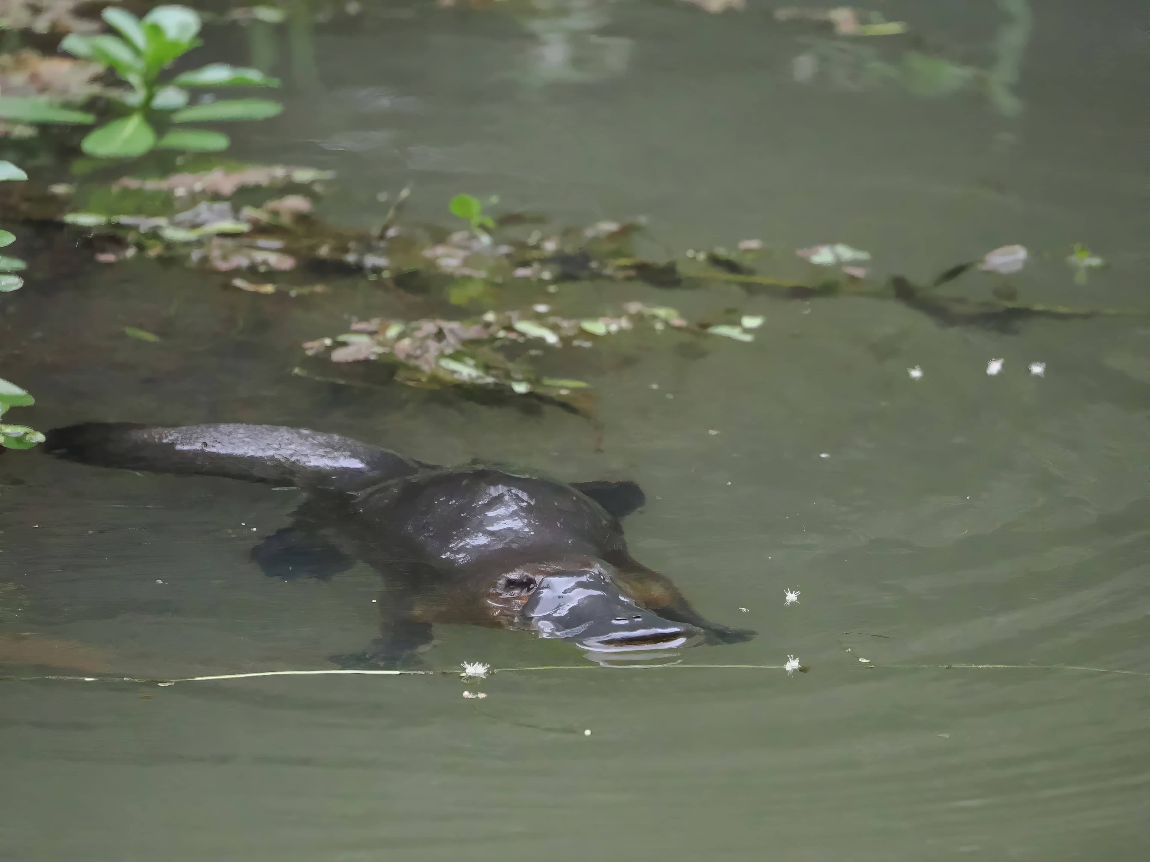 Platypus, Petersen Creek Yungaburra, 25 May 2026. Photo: Kingfisher Birding.