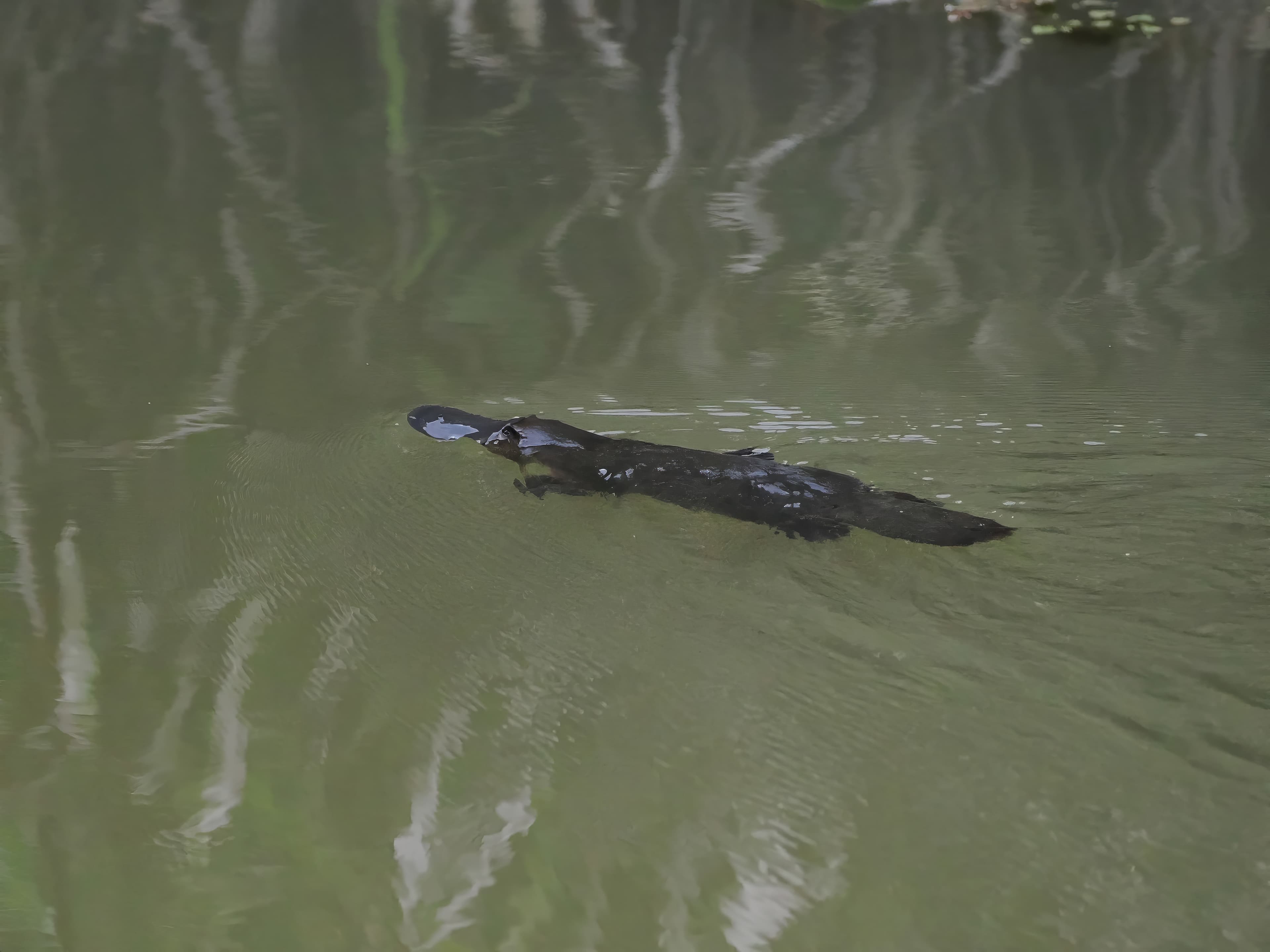 Platypus, Petersen Creek Yungaburra, 25 May 2026. Photo: Kingfisher Birding.