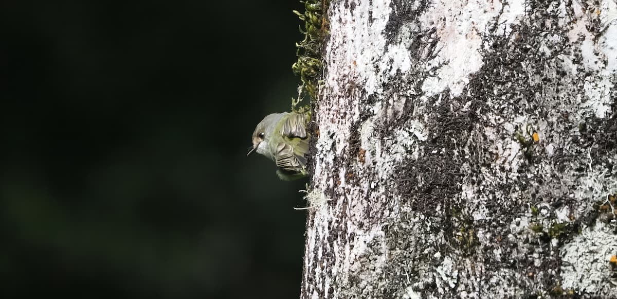 Pale-yellow Robin, Mt Hypipamee NP, 25 May 2026. Photo: Kingfisher Birding.
