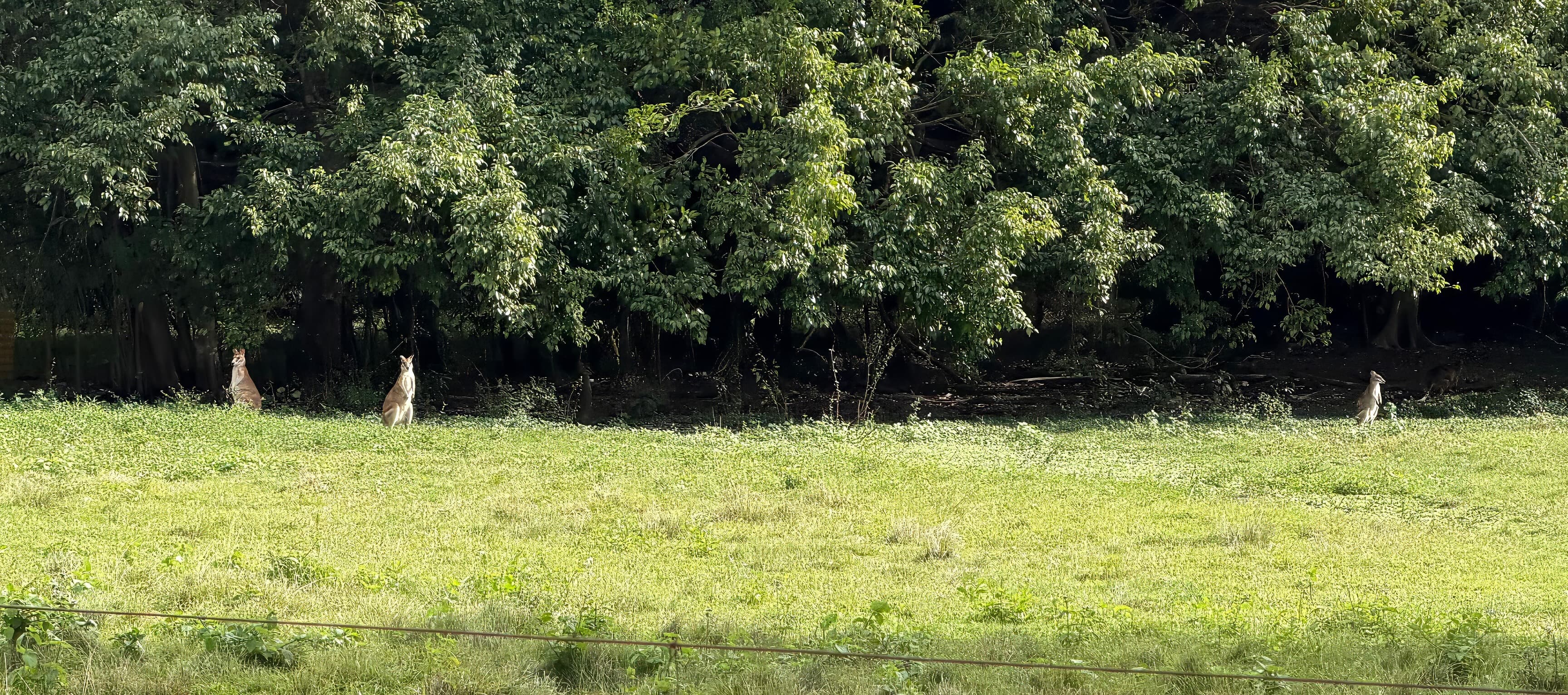Agile Wallaby, White Rock, 28 Jun 2026. Photo: Kingfisher Birding.