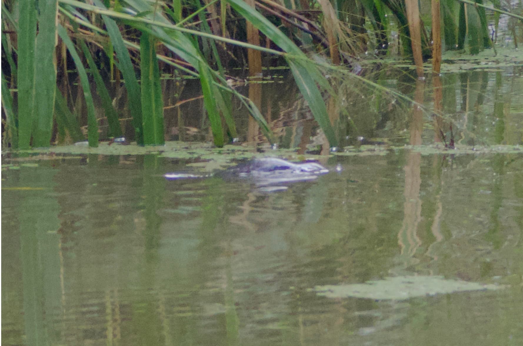 Platypus, Petersen Creek, Yungaburra, 28 Jun 2026. Photo: Kingfisher Birding.
