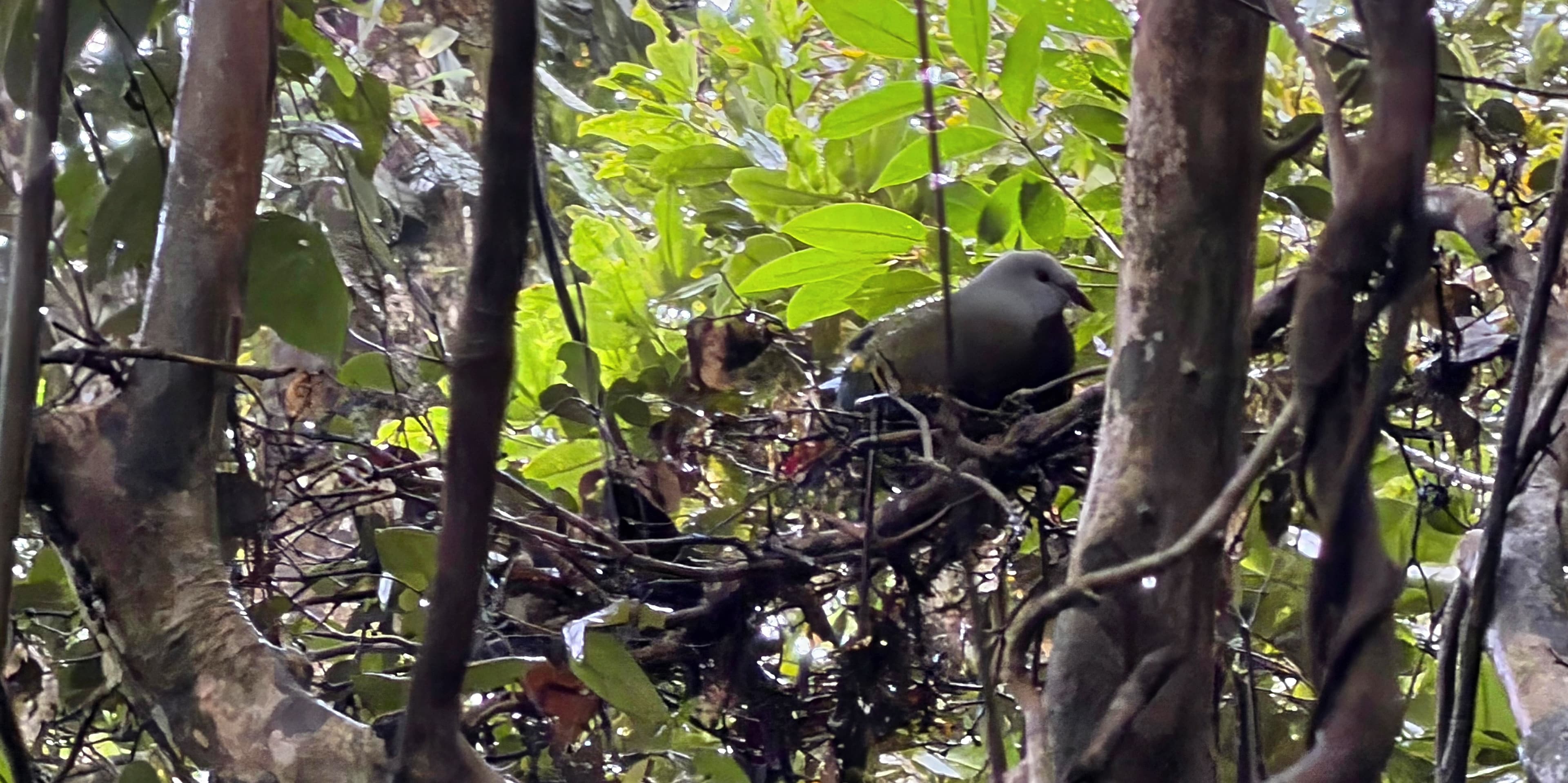 Wildlife Shore Excursion — Mammals in the Rain