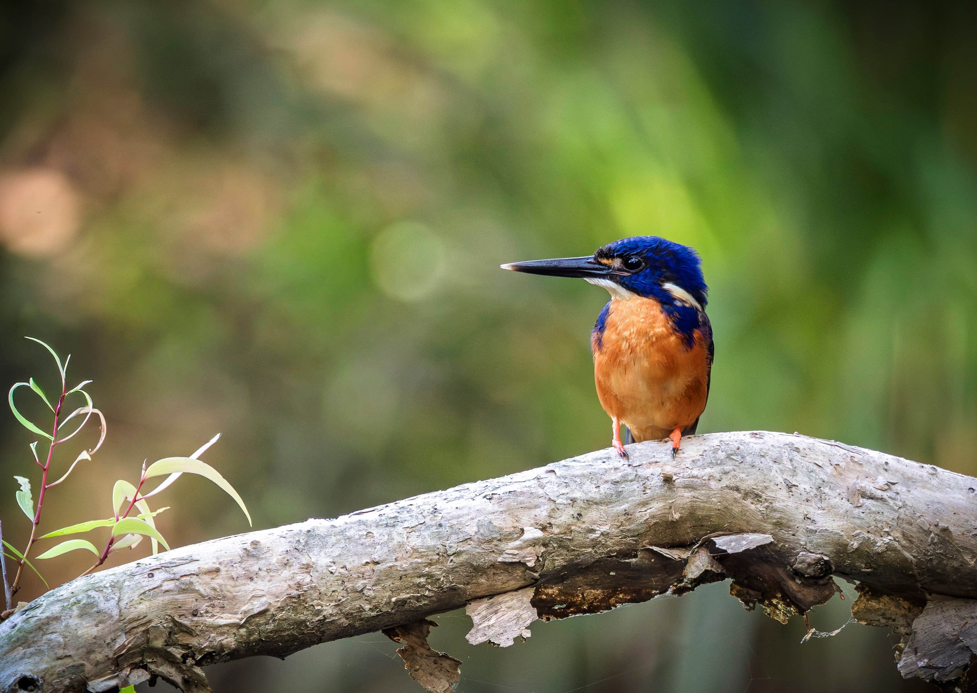 Azure Kingfisher, Cairns region