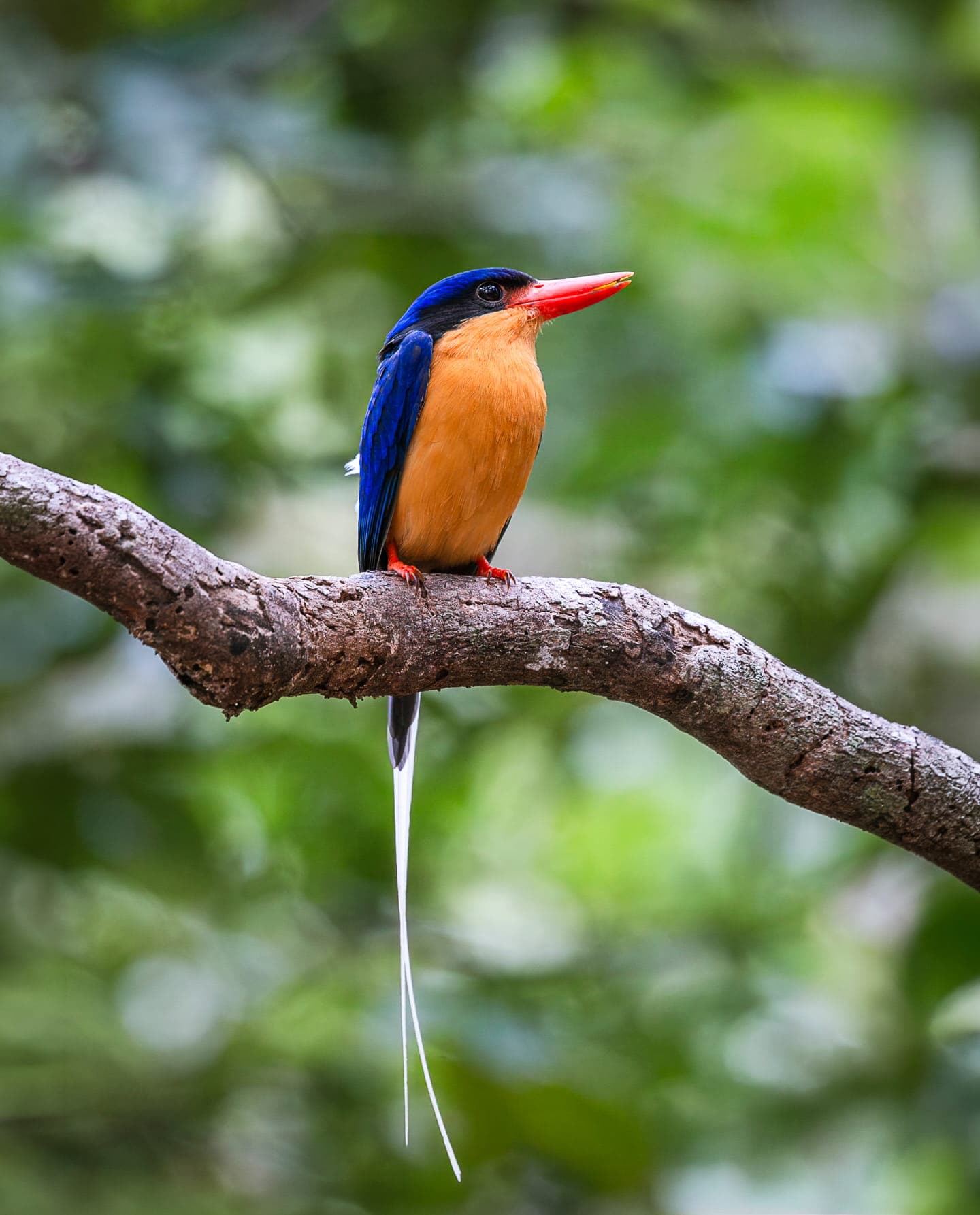 Buff-breasted Paradise-Kingfisher in the Wet Tropics rainforest