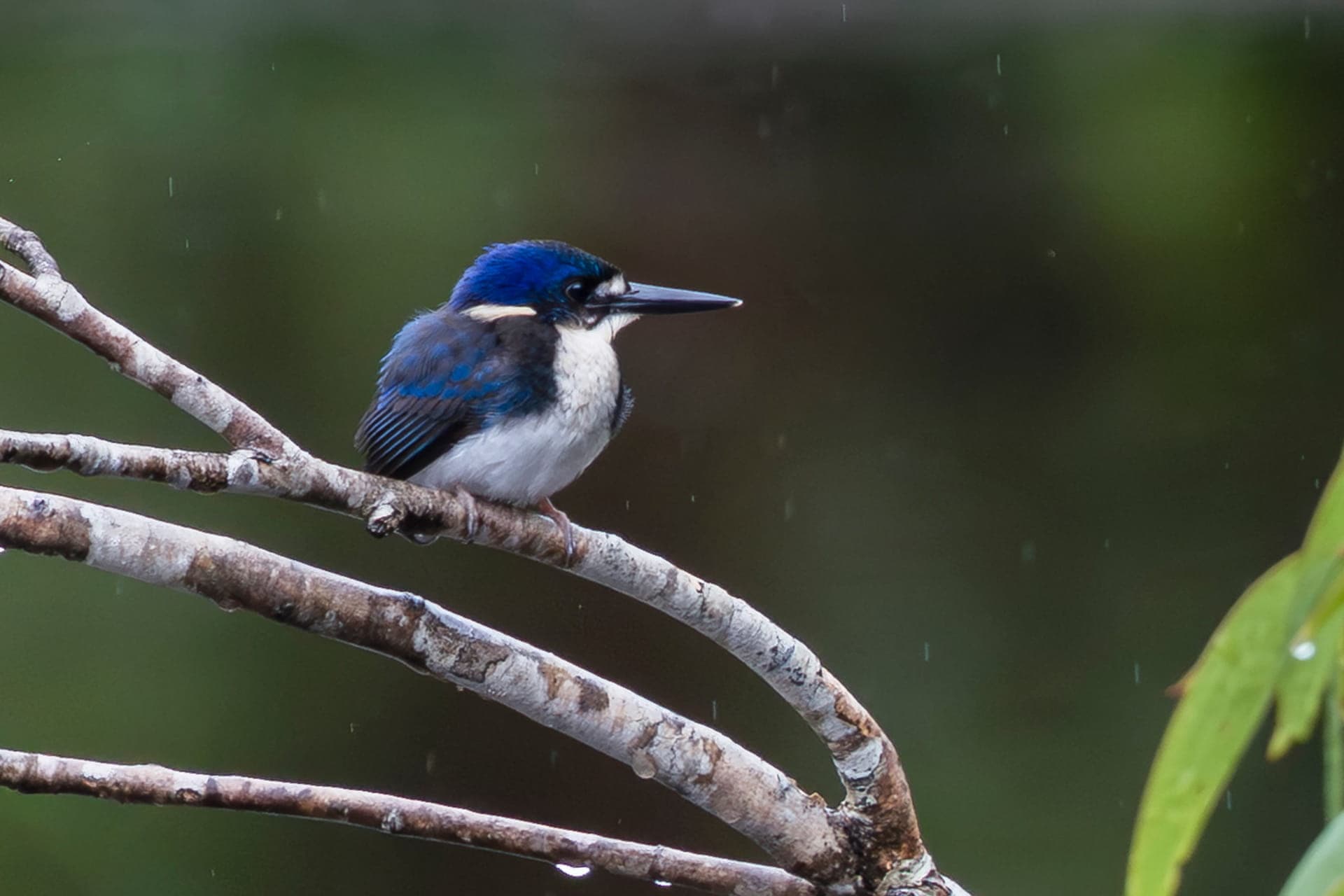 Little Kingfisher, a Wet Tropics rainforest specialist. Photo by Jon Westaway.