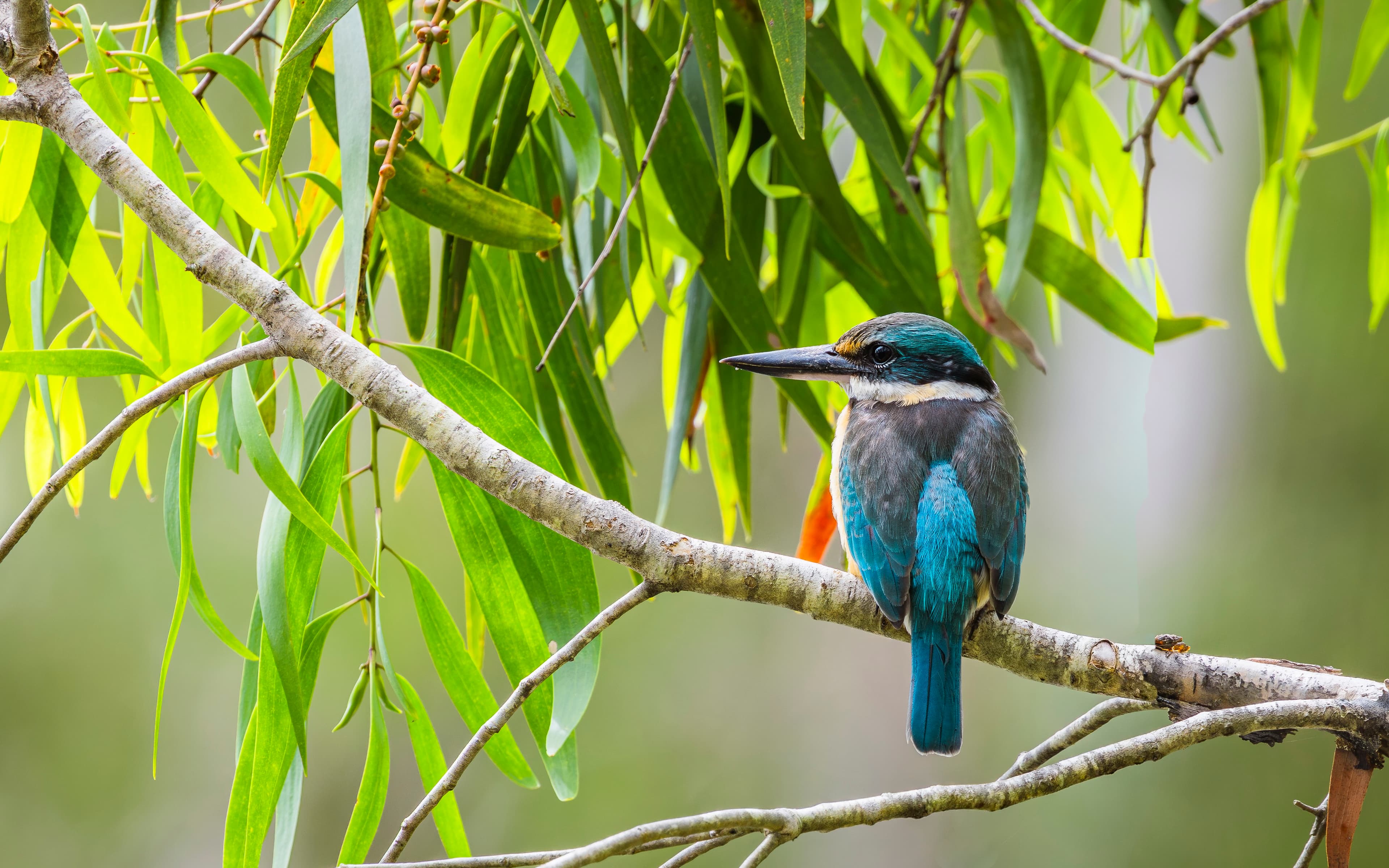 Azure Kingfisher, Cairns region