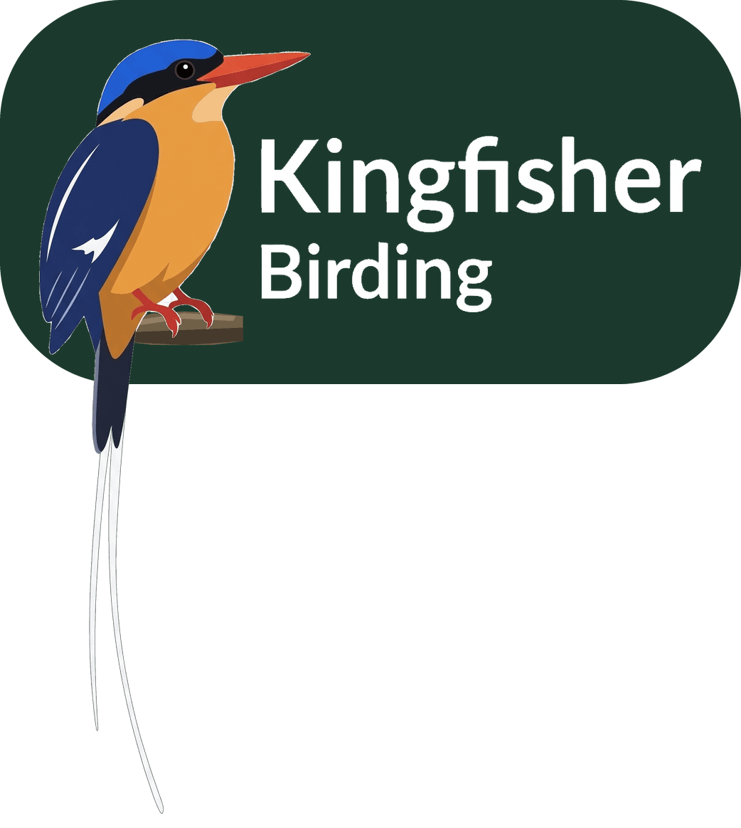 Kingfisher Birding