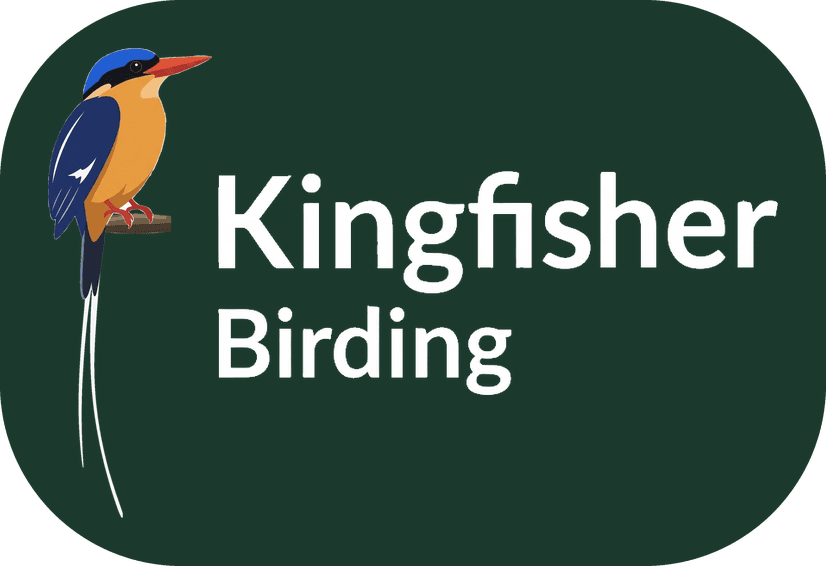 Kingfisher Birding