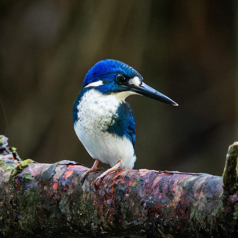 Little Kingfisher, a Wet Tropics rainforest specialist