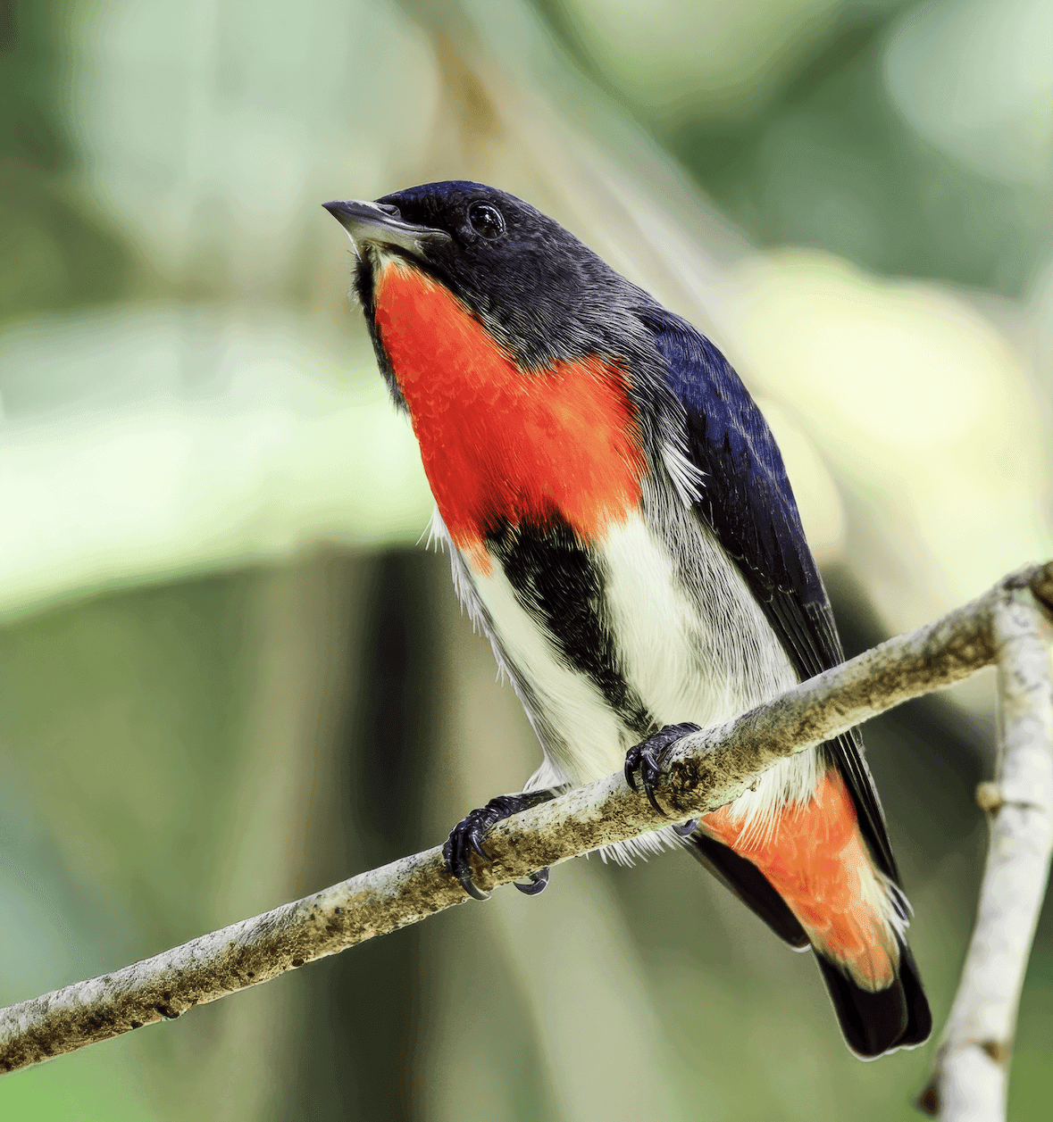 Male Mistletoebird perched on a rainforest branch, Wet Tropics