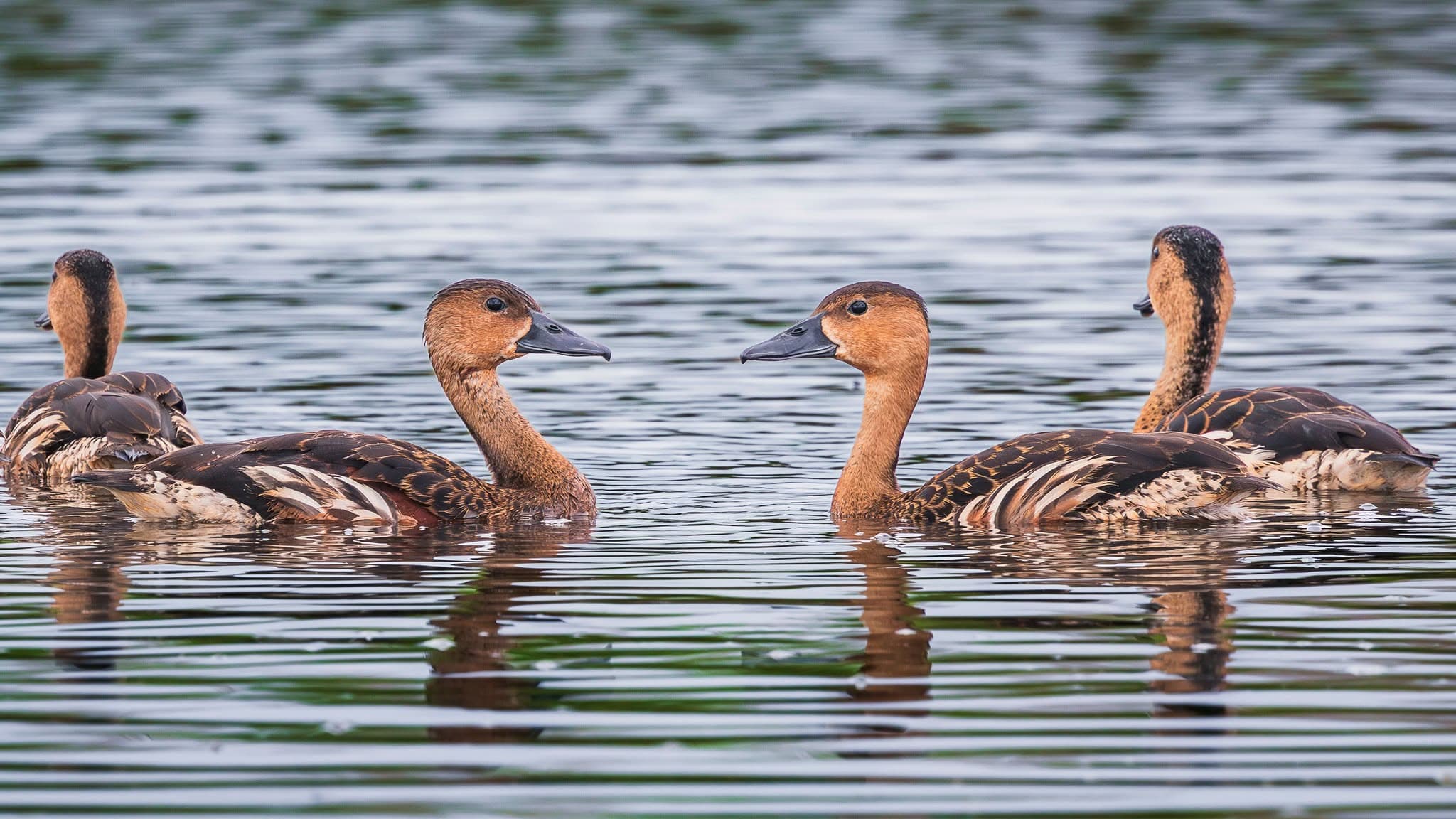 What's About: Cairns & Tablelands Birding, 13 - 19 July 2026