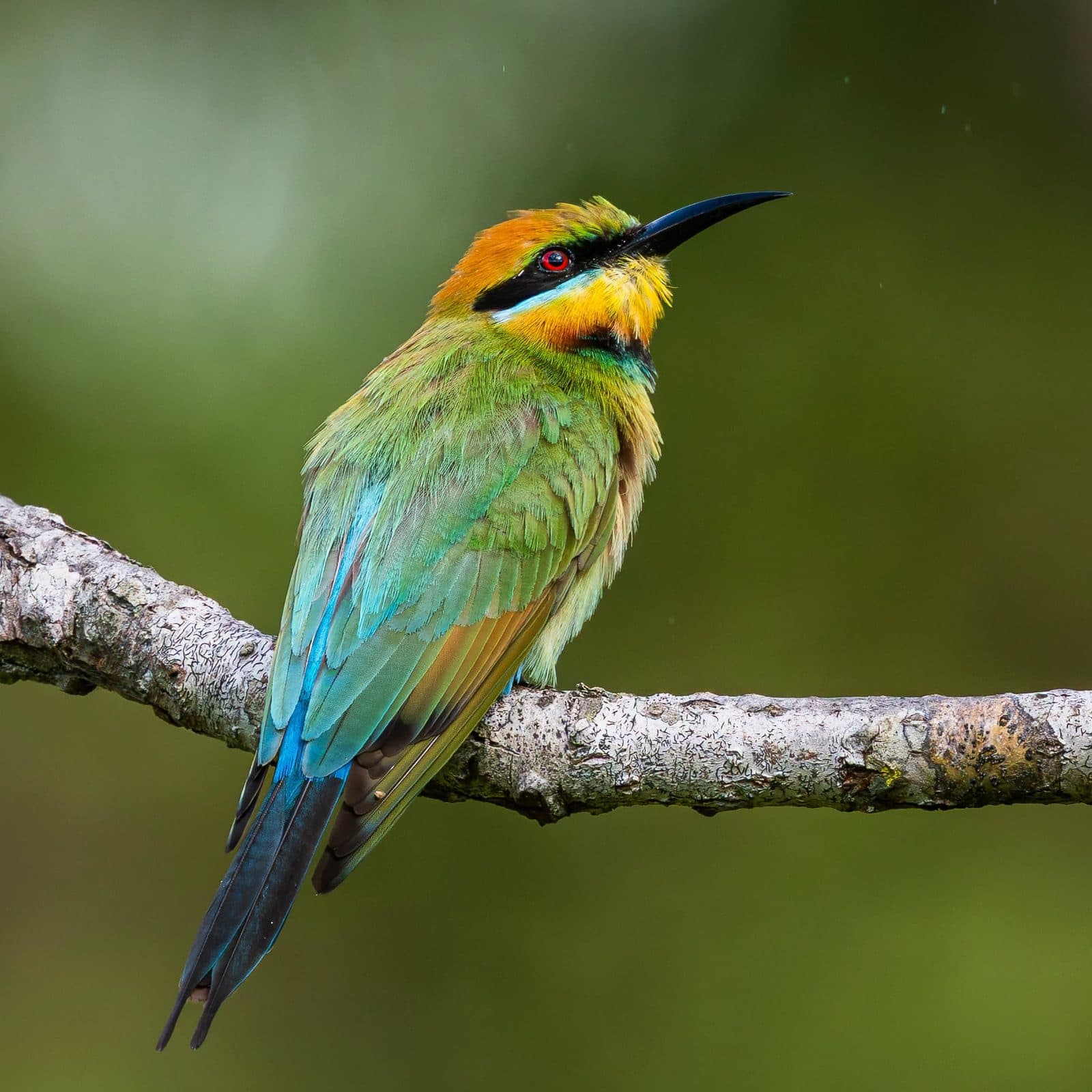 What's About: Cairns & Tablelands Birding, 3 - 9 August 2026
