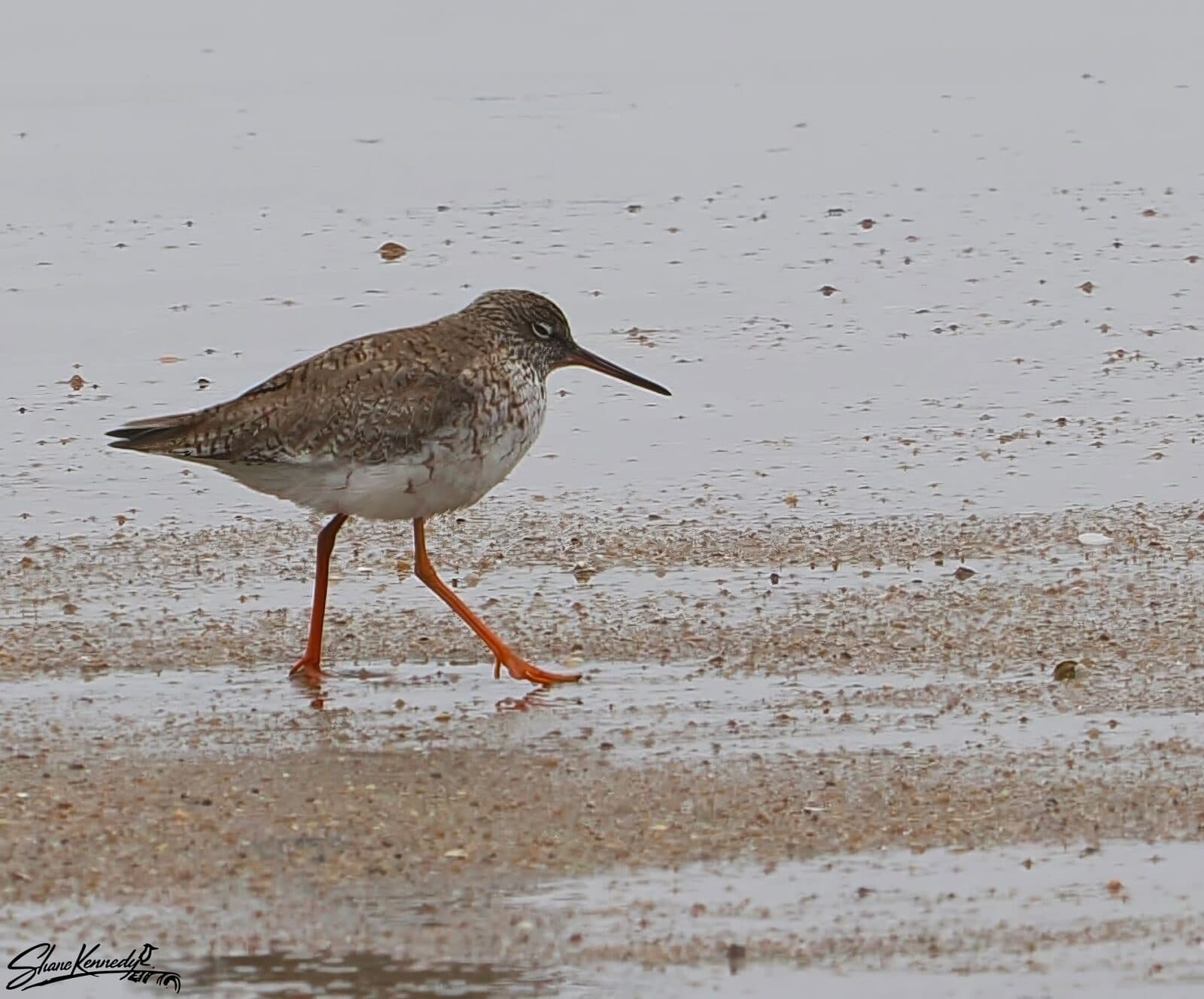 What's About: Cairns & Tablelands Birding, 17 - 23 August 2026