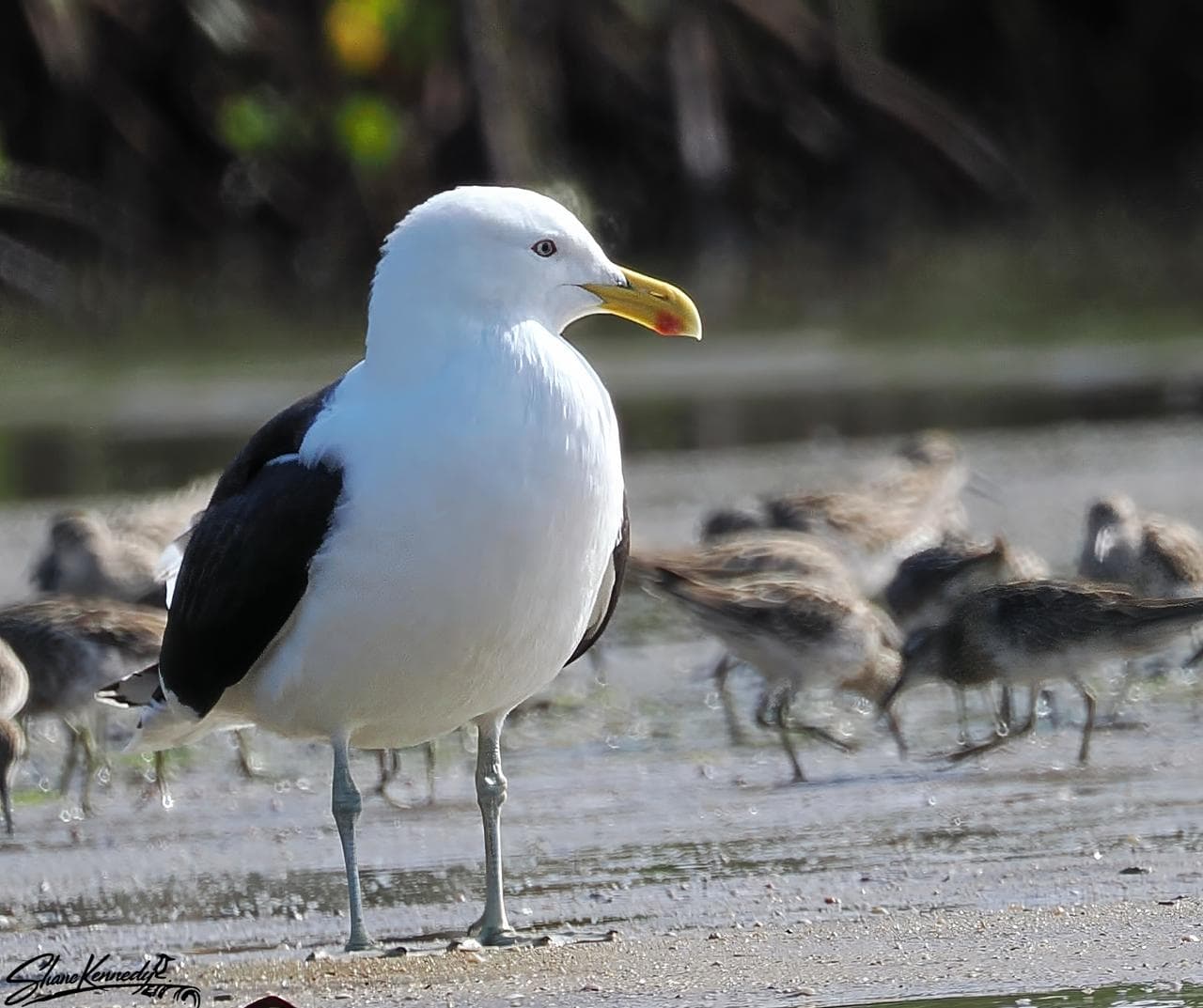What's About: Cairns & Tablelands Birding, 10 - 16 September 2026