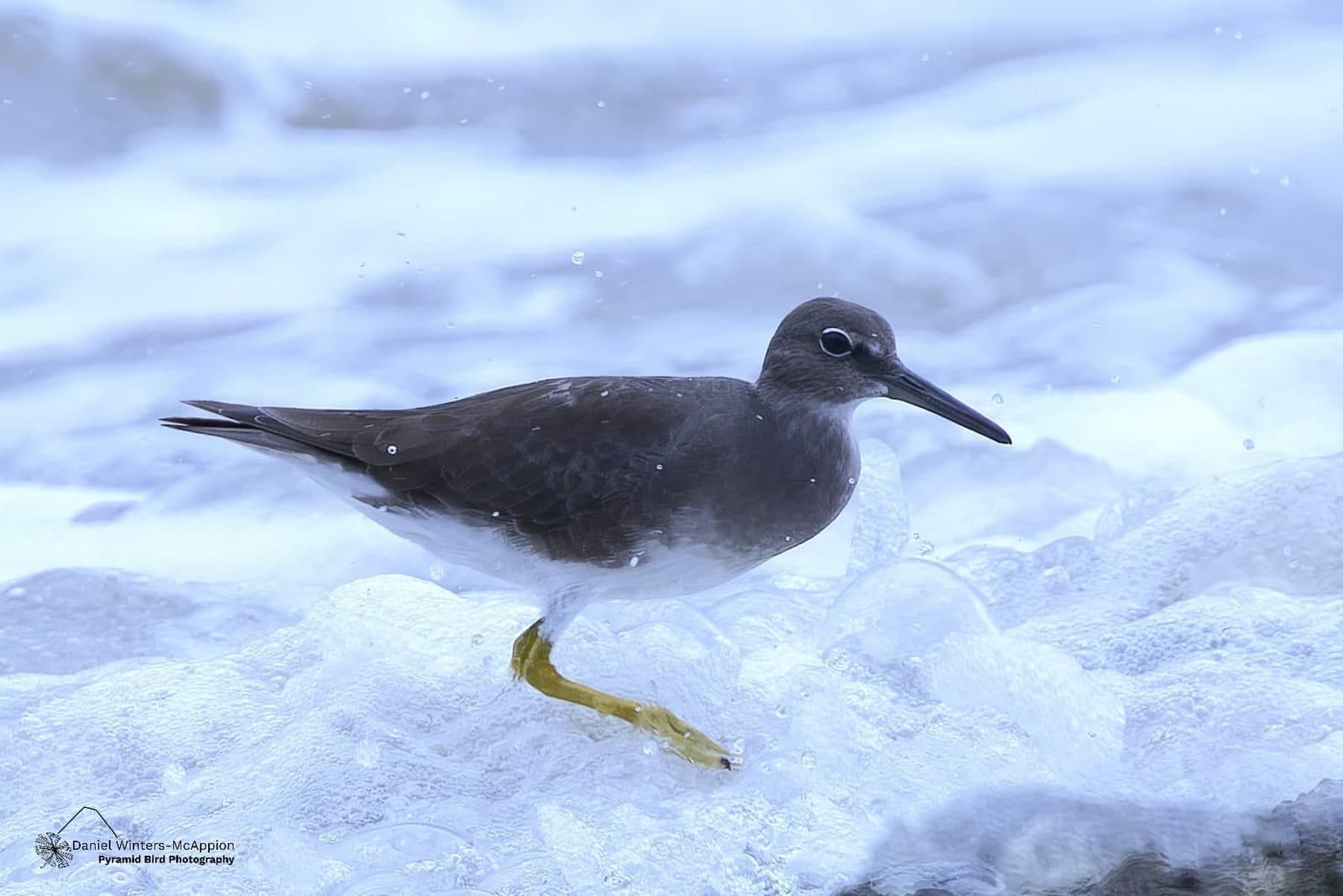 What's About: Cairns & Tablelands Birding, 17 - 23 September 2026