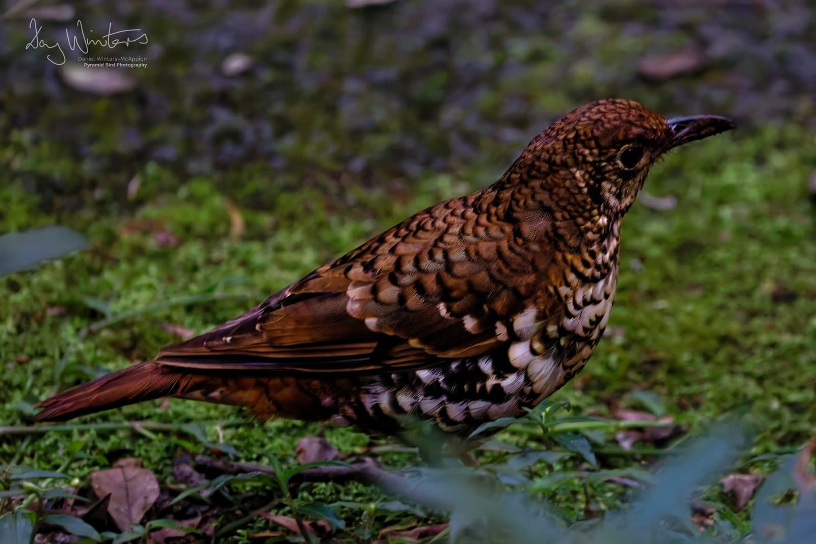 What's About: Cairns & Tablelands Birding, 24 - 30 September 2026