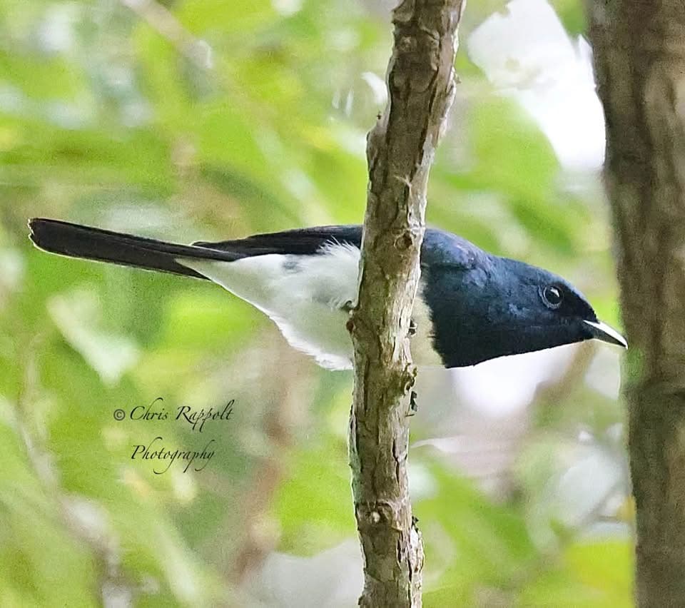 What's About: Cairns & Tablelands Birding, 1 - 7 October 2026