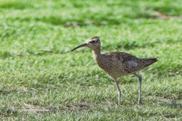 What's About: Cairns & Tablelands Birding, 8 - 14 October 2026