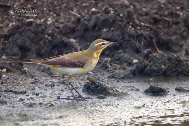 What's About: Cairns & Tablelands Birding, 15 - 21 October 2026