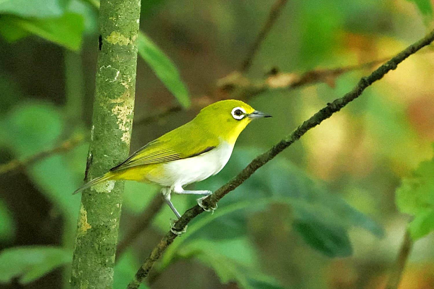 What's About: Cairns & Tablelands Birding, 22 - 28 October 2026